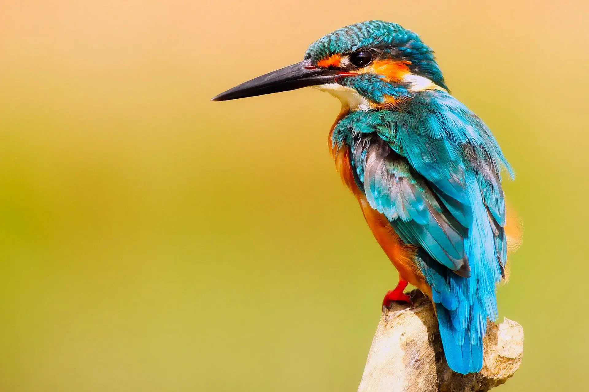 bird long beak