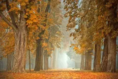 Forrest 